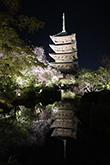 東寺・桜3