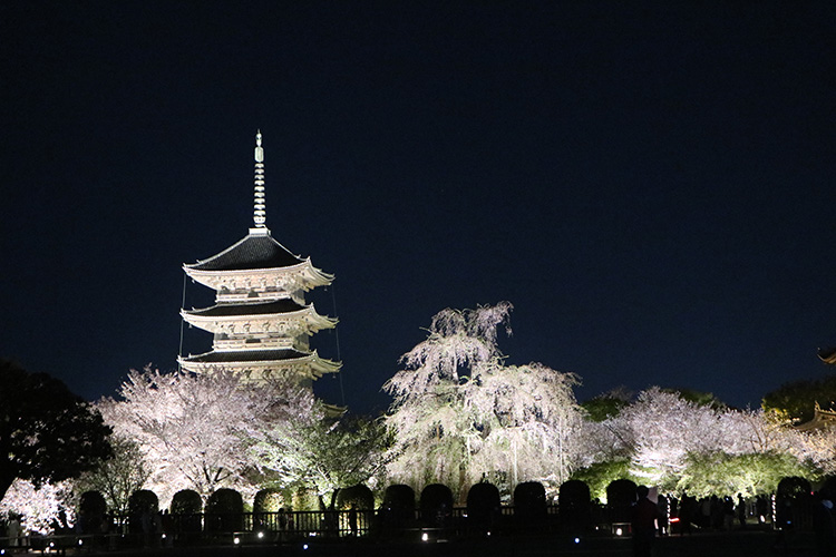 東寺・桜2