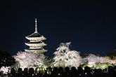 東寺・桜2