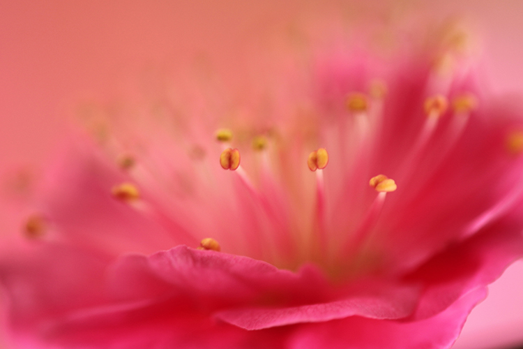 万博公園　梅9