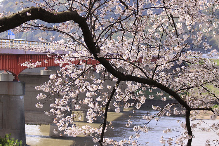 桜１