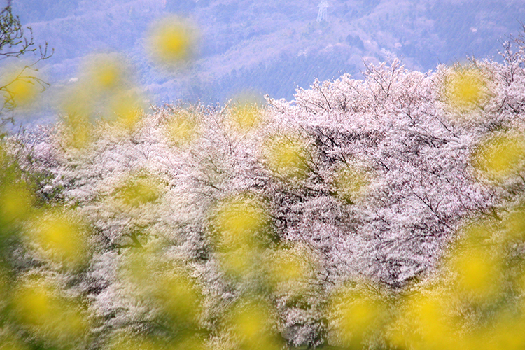 桜３