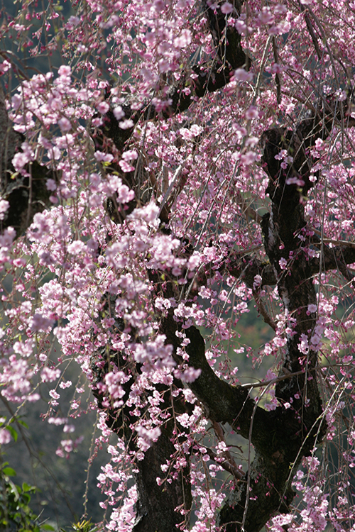 桜４