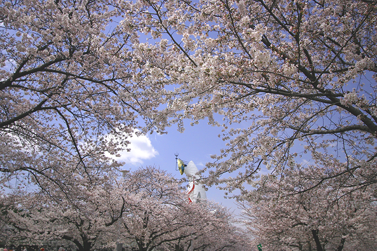 桜５