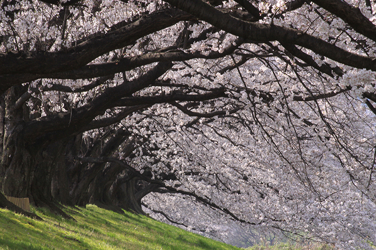 桜8
