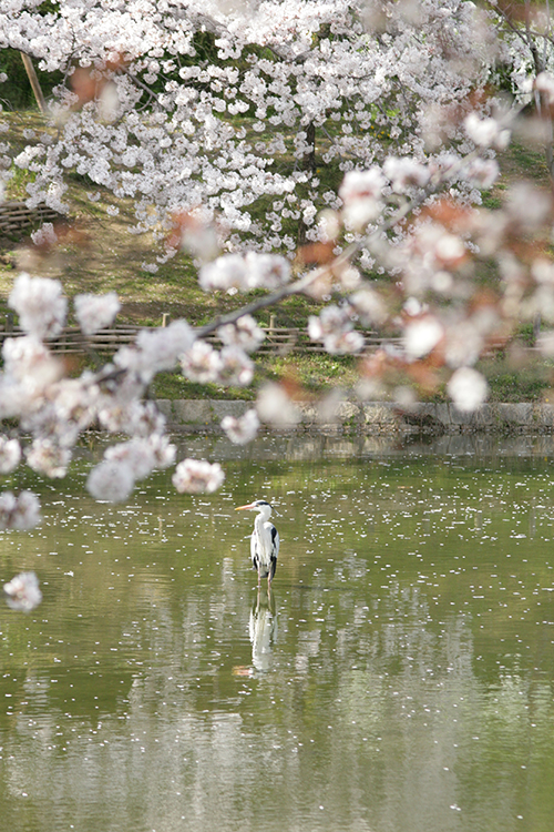 桜10