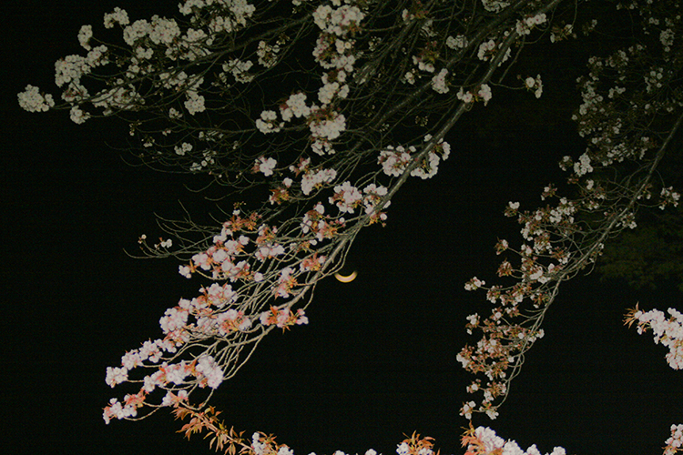 桜9