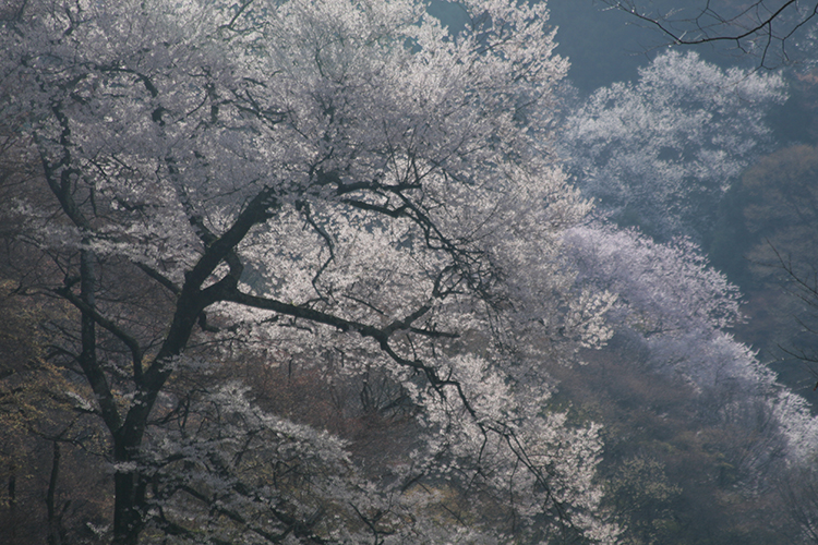 桜11