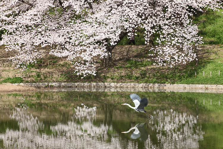 桜12