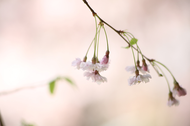 桜15