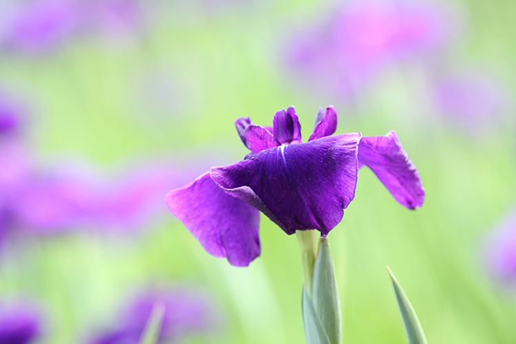 菖蒲