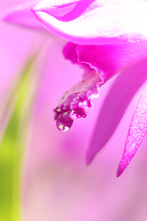 6月の花