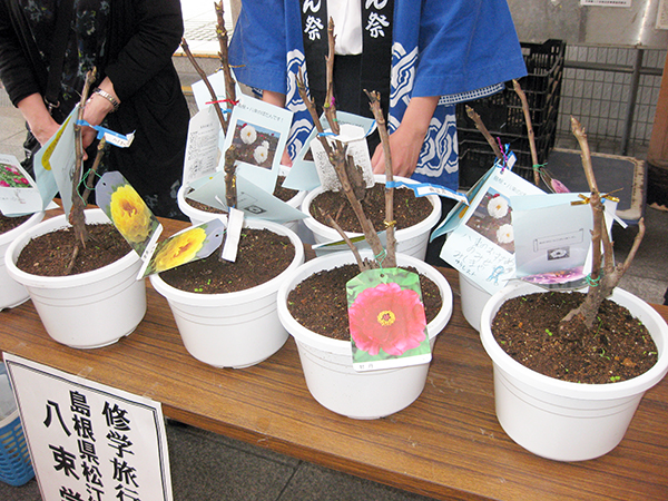 牡丹苗の鉢植え