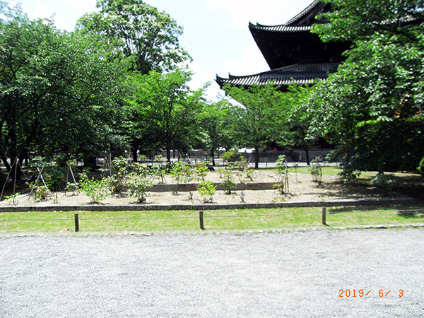 東寺の牡丹苑6月の現状