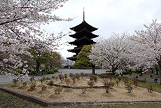 東寺「牡丹園」1