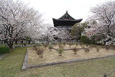 東寺「牡丹園」2