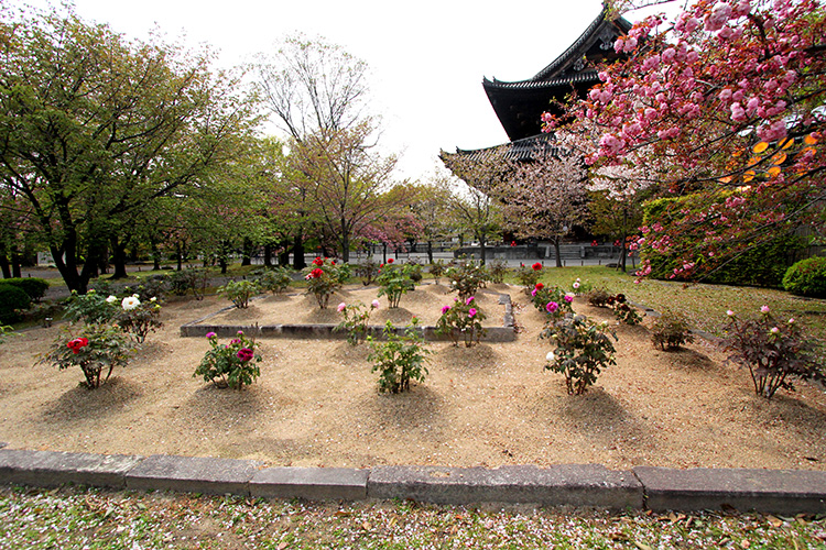 東寺「牡丹園」1
