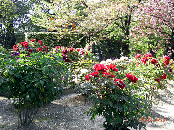 東寺「牡丹園」